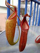 Nepenthes thorelii x densiflora 2